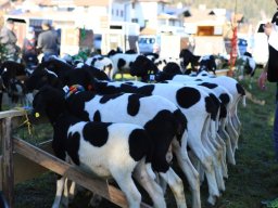 2019_ausstellung polling_027